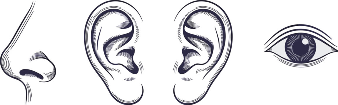 Human sensory organs illustration set showing nose ears and eye detailed anatomical line art medical education vector design