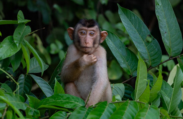 Kinabatangan River Sabah, Malaysian Borneo Pig-tailed macaque monkey © MIIA