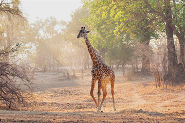 Giraffe walking at sunset in South Luangwa national park, Zambia © Chris