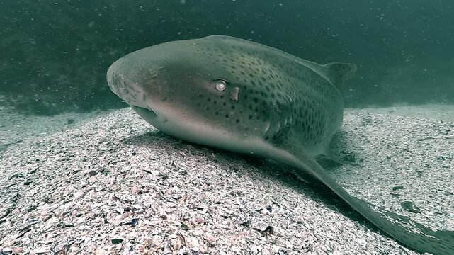 Close-up profile of a leopard shark resting on the sandy bottom. Eye and gill movement visible, showing calm breathing. Filmed at Julian Rocks, Byron Bay, Australia.