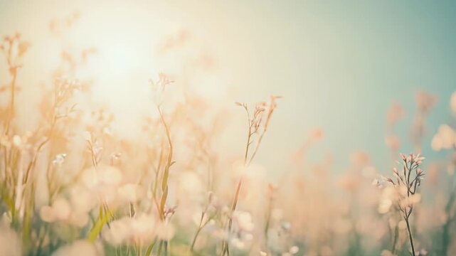 Wildflowers stand tall in a meadow, catching the warm, soft sunlight, creating a serene and ethereal bokeh background, symbolizing new growth and natural beauty