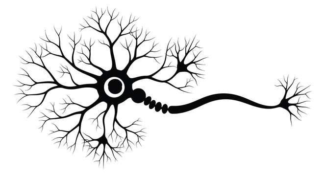 A detailed illustration of a neuron showcasing its complex structure and branching dendrites presented as a silhouette high quality professional modern