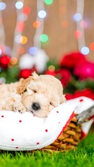 A sleeping puppy rests in a basket with red polka dots, Christmas lights and red roses in the background. Lush green grass and bokeh