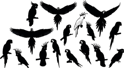 Large collection of parrot and cockatoo bird silhouettes in various flying and perched poses for tropical nature design vector © Lunavera art