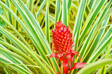 Fototapeta premium One flowering red pineapple in the wild.