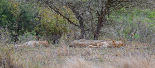 Afrikanische Tiere L&ouml;win oder L&ouml;we im Busch vom Kr&uuml;ger National Park - Kruger Nationalpark S&uuml;dafrika