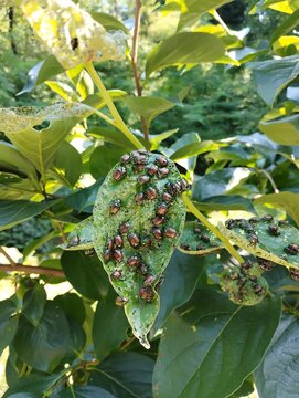 Popilia japonica insects destroying leaves