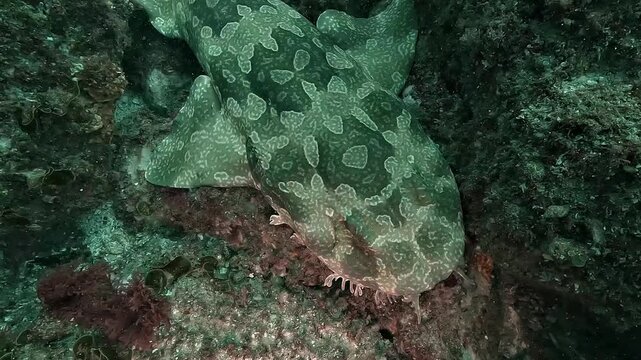 Close-up video focusing on the head of a wobbegong shark, also known as carpet shark, resting on the seabed. The shot highlights the intricate skin patterns and natural camouflage of this predator.