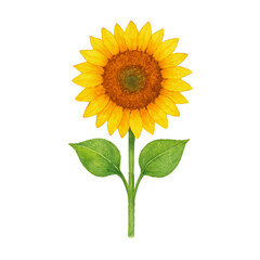 Fototapeta premium Watercolor Botanical Illustration of Giant Sunflower Isolated