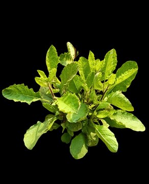 Fresh Blumea Lacera Medicinal Plant PNG - Wild Herb with Green Leaves Isolated on Transparent Background A premium high-resolution PNG image of the Blumea lacera plant, widely known for its medicinal 