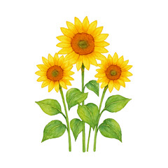 Fototapeta premium Watercolor Botanical Illustration of Sunflower Trio Bouquet Isolated