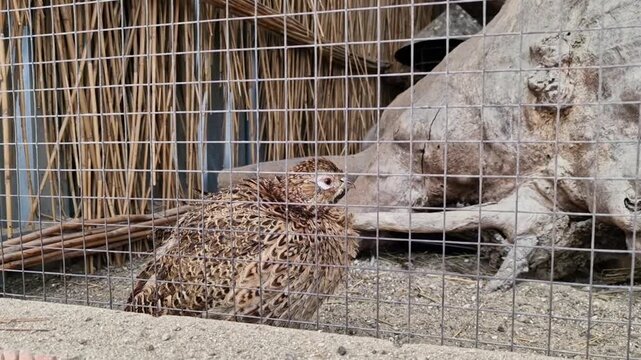 A brown quail sits inside a cage with a wooden structure in the background. The quail has a speckled plumage and a small, rounded body.