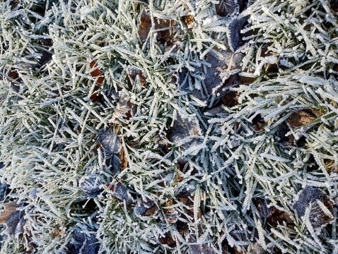 Frozen grass in winter top view