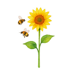 Obraz premium Watercolor Botanical Illustration of Sunflower with Bees Isolated