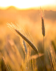 Wheat stalks glow in golden sunset. Warm and peaceful field, illuminated by the setting sun