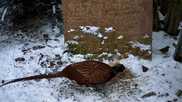 m&auml;nnlicher Fasan (Phasianus colchicus) vom torquatus-Typ  und Sperlinge an einer Winter-Futterstelle im Garten, Nordrhein-Westfalen, Deutschland