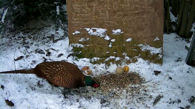 m&auml;nnlicher Fasan (Phasianus colchicus) vom torquatus-Typ  und Sperlinge an einer Winter-Futterstelle im Garten, Nordrhein-Westfalen, Deutschland
