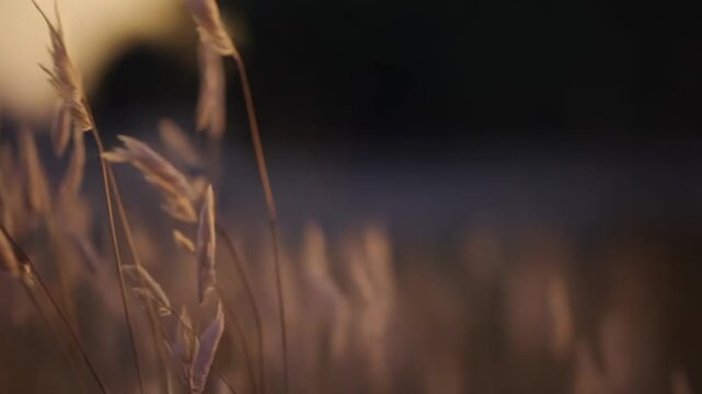 Dry common reed grass heads are catching the golden light of a gentle sunset, creating a peaceful and serene natural scene with a softly blurred background