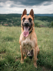 Naklejka premium Belgian malinois dog posing for a photo in the woods
