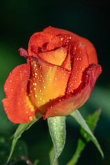 Róża zroszona 1 © Grzegorz