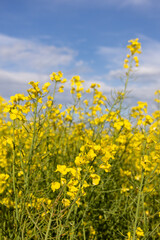Obraz premium Rapeseed flowers blooming in spring on agricultural field. Oil crop for biofuel and animal feed production.