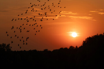 Zachód słońca i ptaki © Grzegorz