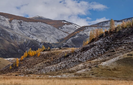 Russia. The South of Western Siberia, the Altai Mountains. A fascinating view of the mountains with yellow larches, dusted with the first autumn snow, along the Chuya highway in the valley of the Chuy
