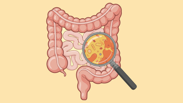 Human Intestines with Bacteria and Magnifying Glass, Gut Microbiome Vector Illustration. Digestive System Microflora Concept, Intestinal Bacteria and Germs with Magnifier Vector