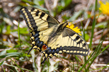 Paź Kr&oacute;lowej