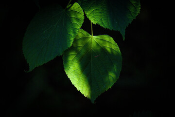 Liście w promieniach © Grzegorz