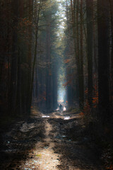 Obraz premium Leśna droga w promieniach słońca