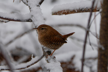 Rudzik zimą © Grzegorz