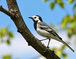 Naklejka premium A small bird with striking black and white plumage perches on a branch, set against a backdrop of blue sky and leafy foliage