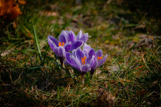 Krokusy rozkwitnięte