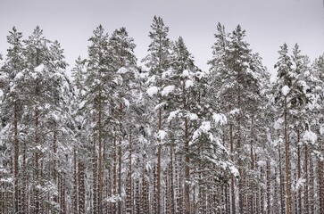 Deep Snowcovered Pine Forest Nearpingpings