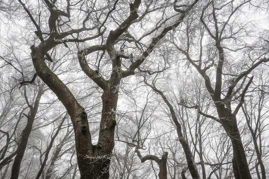 Tall, bare trees rise up into a foggy, melancholy winter sky, Blaubeuren, Swabian Jura, Baden-W&uuml;rttemberg, Germany