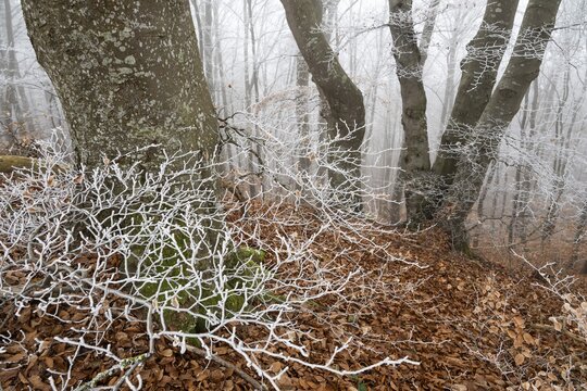 Beech trees in wintery forest, Blaubeuren, Swabian Jura, Baden-W&uuml;rttemberg, Germany