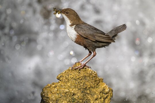 White-throated White-throated Dipper (Cinclus cinclus), standing on a tufa in front of a waterfall with insects in its beak, biosphere reserve, Swabian Alb, Baden-W&uuml;rttemberg, Germany