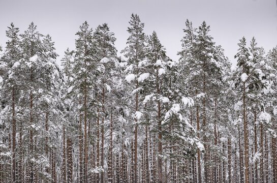 Deep snow-covered pine forest, near J&ouml;nk&ouml;ping, J&ouml;nk&ouml;pings l&auml;n, Sweden