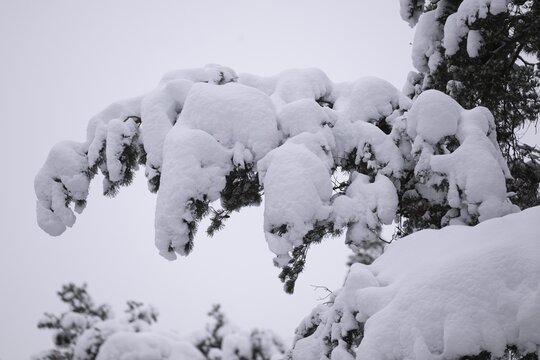 Snow-covered branch of a pine tree, near J&ouml;nk&ouml;ping, J&ouml;nk&ouml;pings l&auml;n, Sweden
