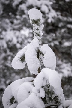Snow-covered pine, near J&ouml;nk&ouml;ping, J&ouml;nk&ouml;pings l&auml;n, Sweden