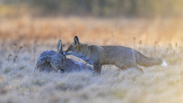 Red fox (Vulpes vulpes), at last light, roe deer (Capreolus capreolus), roadkill, Swabian Alb biosphere reserve, Baden-W&uuml;rttemberg, Germany