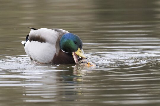 Mallard ducks (anas platyrhynchos) mating, Hesse, Germany