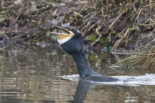 Cormorant (Phalacrocorax carbo) in the water devouring a fish, Hesse, Germany