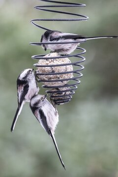 Long-tailed tits (Aegithalos caudatus) at the tit dumpling, Emsland, Lower Saxony, Germany
