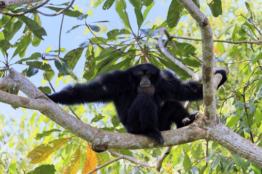 Siamang (Symphalangus syndactylus), adult, sitting on tree, alert, Southeast Asia