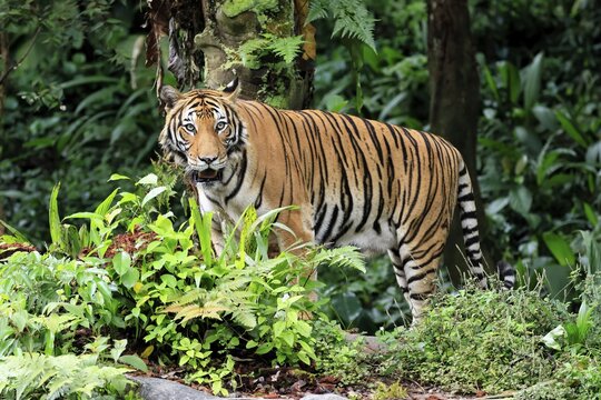Malaysia tiger (Panthera tigris jacksoni), adult, alert, Malaysia, Southeast Asia