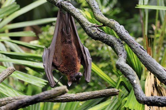 Kalong flying fox (Pteropus vampyrus), adult, resting, in sleeping tree, during the day, Singapore, Southeast Asia
