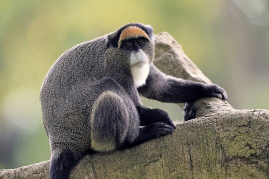 Brazzamere cat (Cercopithecus neglectus), adult, sitting, on tree, alert, Central Africa