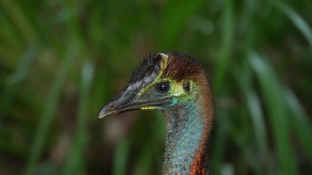 Southern Cassowary (Casuarius casuarius) female in the rain. A large flightless bird from the rainforests of Australia. Worlds most dangerous bird. Slow motion, 25 percent natural speed.